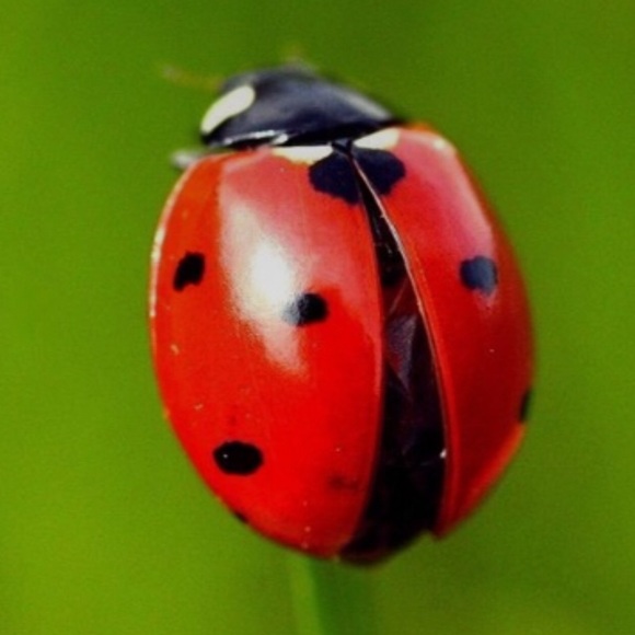 Meet your Posher, Lisa - Picture 1 of 1